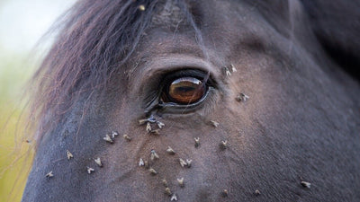 Quelles solutions pour protéger votre cheval des mouches ?