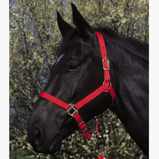 Licol à Nœuds QHP Avec Rênes - 7 Couleurs, 4 Tailles - Idéal Travail Au Sol Ou équitation Sans Mors - Rouge, Taille Full