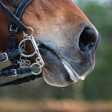 Mors De Cheval, Cheval Mâchant Pelham à Double Joint, Connecteur En Laiton De Silicium Articul Pour Cavaliers De Ferme Hippodrome Questre Mors De Cheval, Cheval Mâchant Pelham à Double Joint, Connecteur En Laiton De Silicium Articul Pour Cavaliers De Ferme Hippodrome Questre