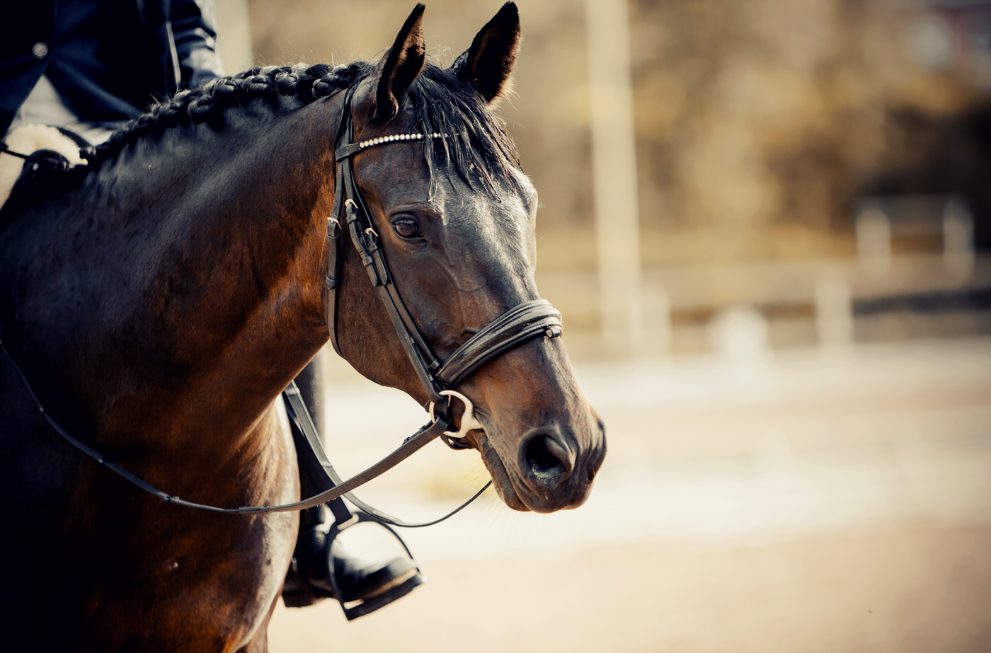 Mors de cheval : Toutes les informations nécessaires pour faire le bon