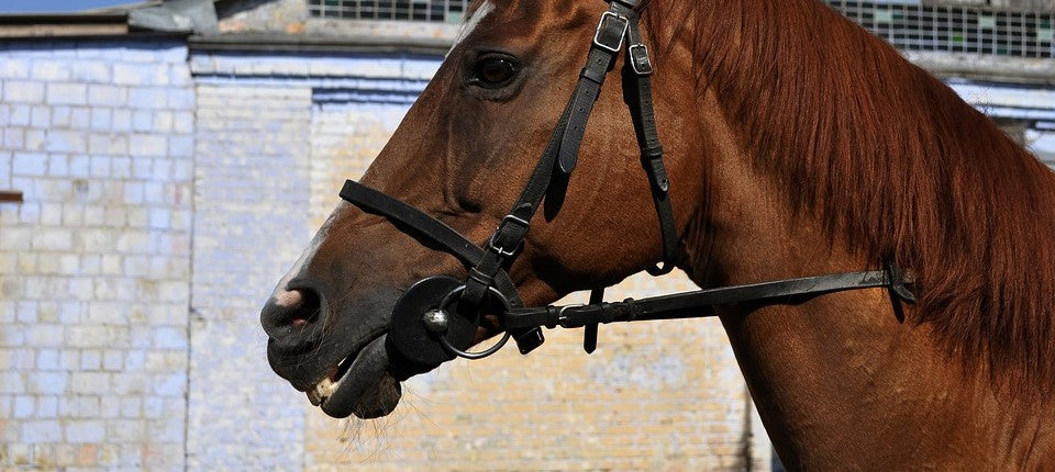 Quel mors confortable pour mon cheval Quel mors confortable pour mon cheval