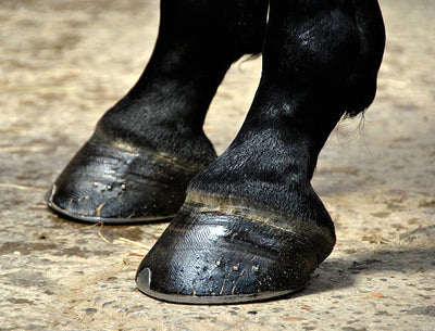 ENTRETENIR LE PIED DU CHEVAL EN HIVER