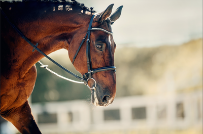 Comment choisir un mors adapté à son cheval ?