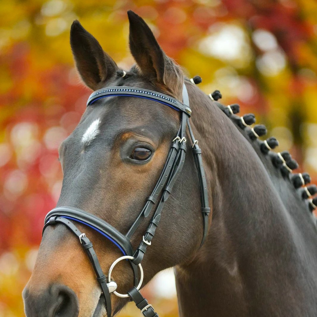 Frontal cheval - Accessoire de bride fait main en cuir noir cristal doré Frontal cheval - Accessoire de bride fait main en cuir noir cristal doré