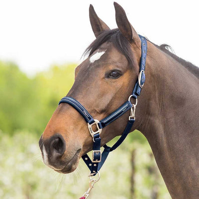 Licol et longe Total Eclipse - Equestrian Stockholm Tailles article cheval  Cob