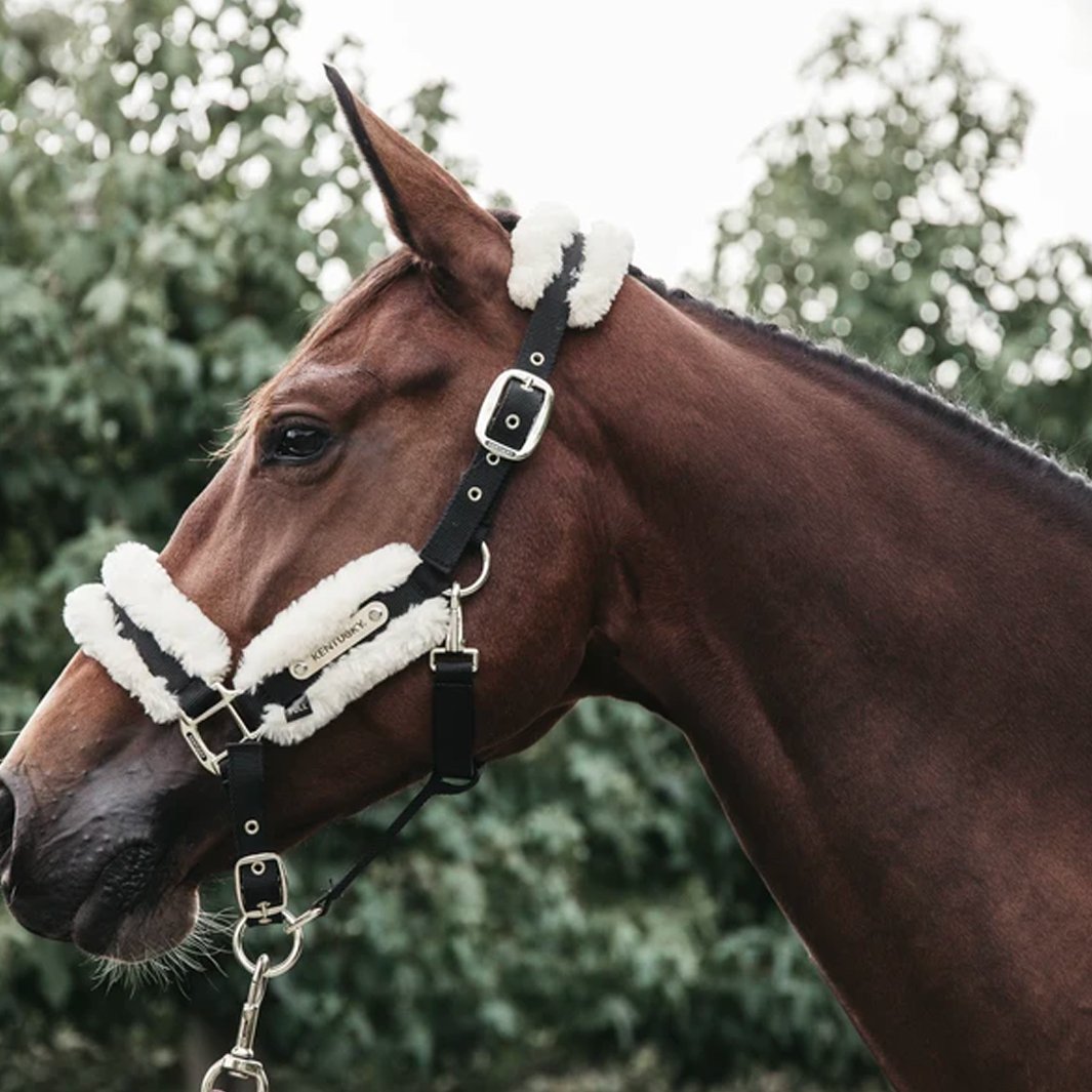Licol Nylon MARISITA - Hamilton - Taille Yearling - Neuf